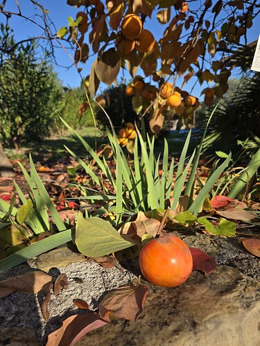 image_cropper_1762520164791